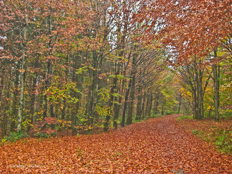 18. Autumn in Rossmore - Leafy carpet.jpg